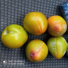 Гибрид абрикоса, сливы и персика Шарафуга белая 